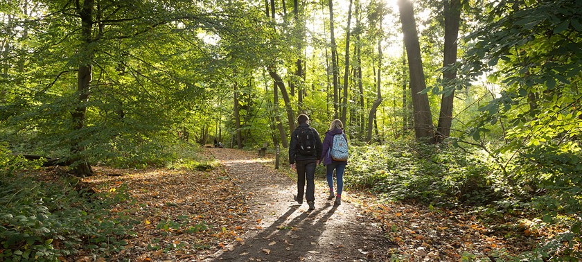 Shorne Woods Country Park