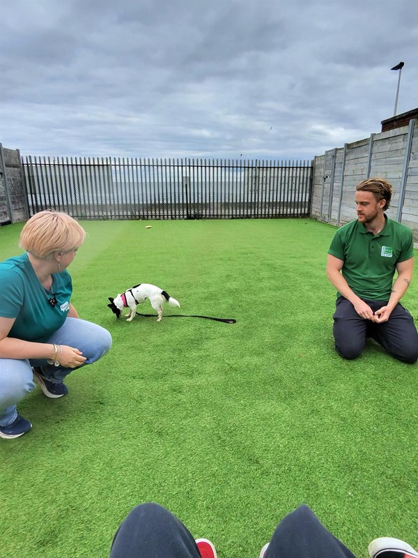 Beautiful space to meet one of the dogs or take your own dog
