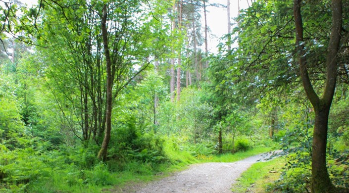 Dalbeattie Forest Town Wood