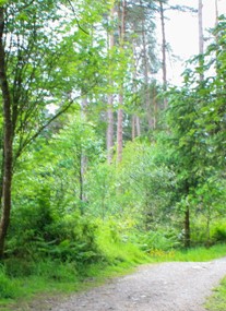 Dalbeattie Forest Town Wood