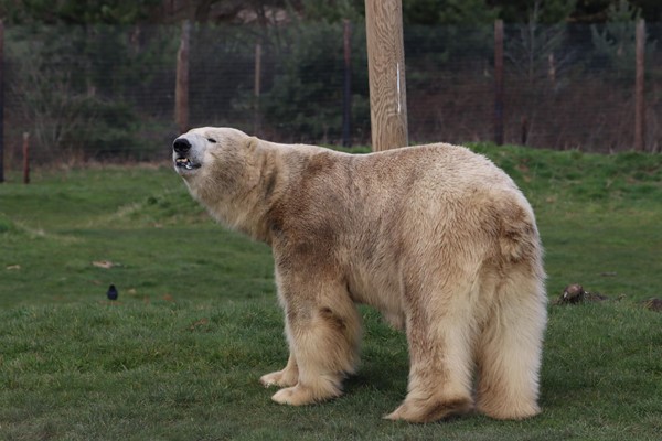 Clear view of the polar bears