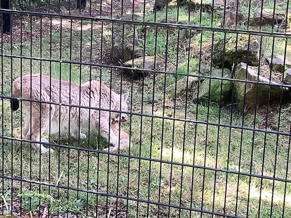 The Lynx was being fed at 12.30