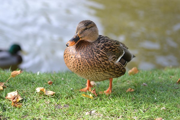 Duck