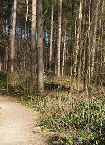 Sherwood Pines