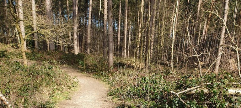 Sherwood Pines