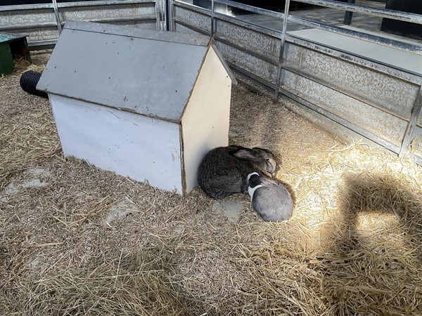 Image of rabbits