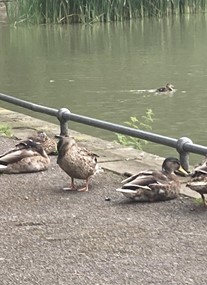 Radnor Park Pond