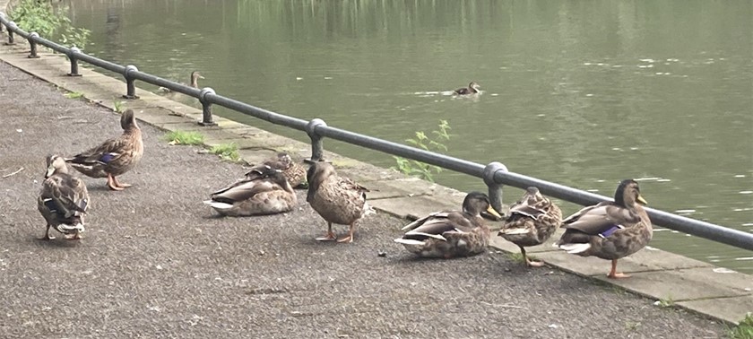 Radnor Park Pond