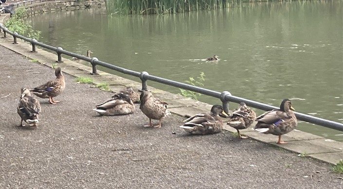 Radnor Park Pond