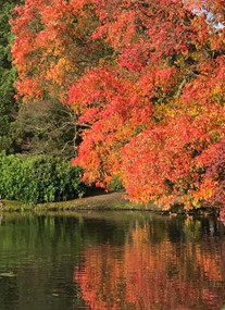 Sheffield Park and Garden