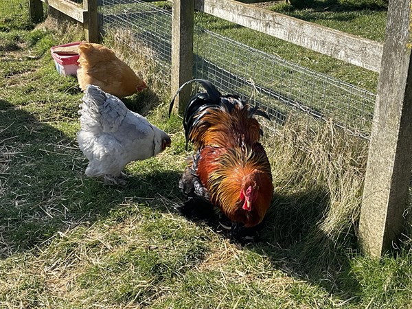 Image of chickens