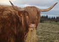 Picture of Highland cattle