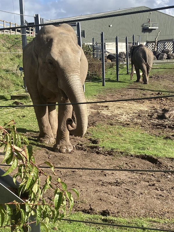 Image of an elephanr