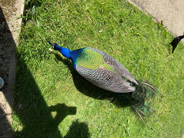 The peacocks are a real feature.