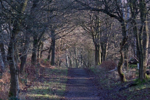 Slightly stonier path but more bumpy as a result.