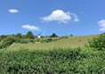Picture of a hedge overlooking a hilly field with a windmill on the top