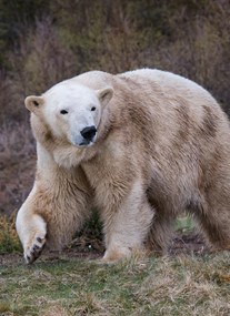 Highland Wildlife Park