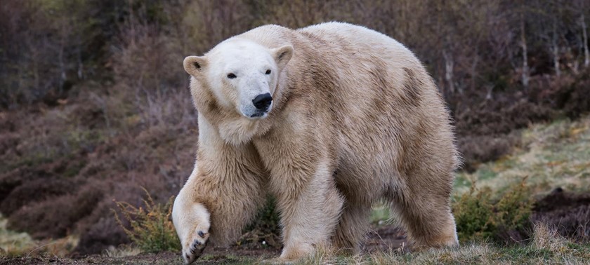 Highland Wildlife Park