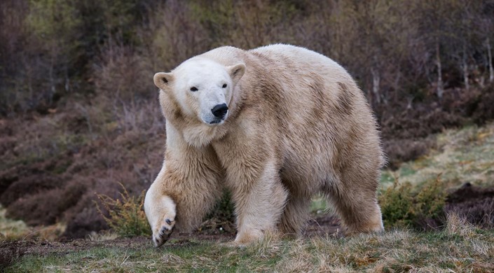 Highland Wildlife Park