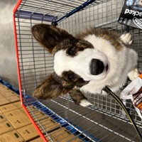 Morse, assistance dog in training. First visit to the supermarket (Costco Glasgow) Jan 2023