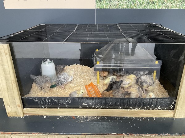 Image of chicks