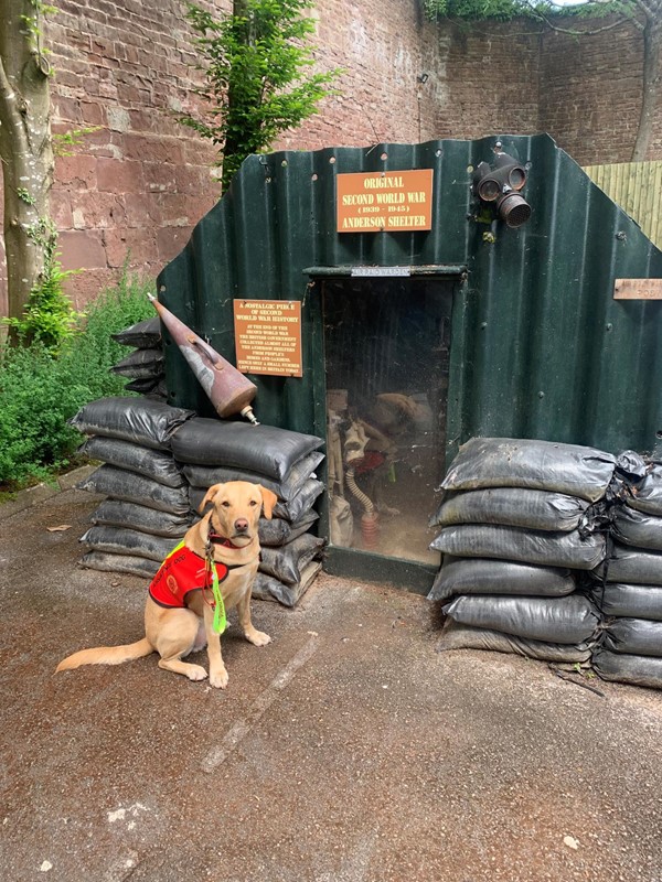 Assistance dog outside an air raid shelter