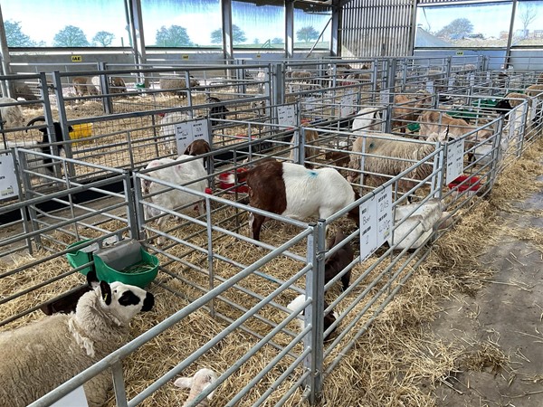 Image of sheep in pens