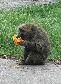 Knowsley Safari