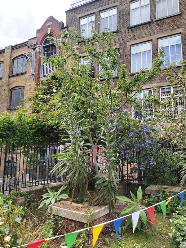 Picture of The Phoenix Garden, London