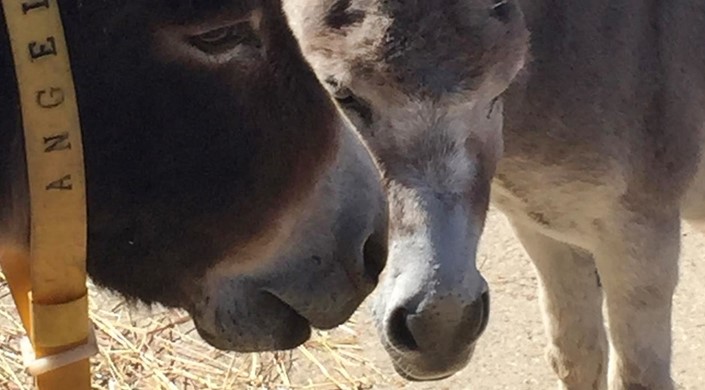 Isle of Wight Donkey Sanctuary