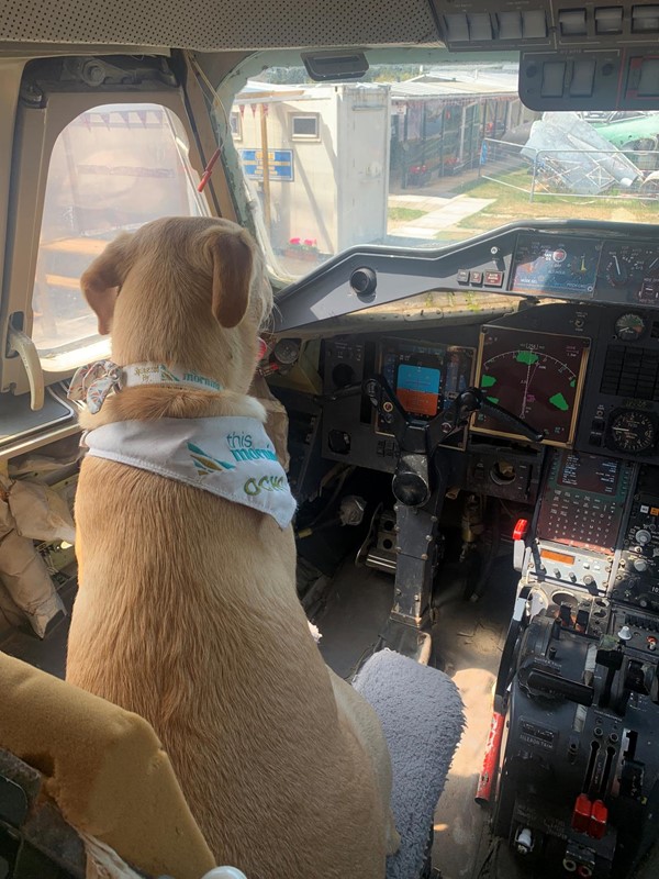 Dog in a cockpit