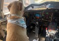 Dog in a cockpit