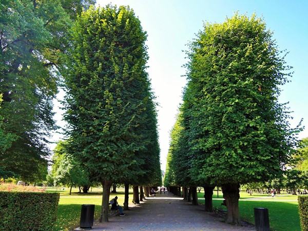 Tree lined walkways