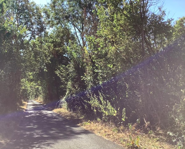 Road through wood