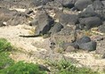 Marine iguana