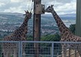 Giraffes