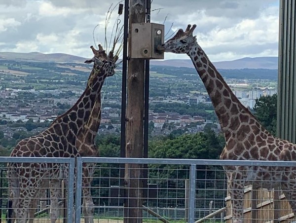 Giraffes