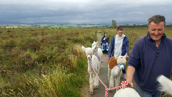 Picture of The Alpaca Trekking Centre, Thornhill