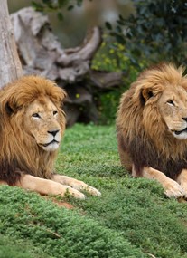 Werribee Open Range Zoo