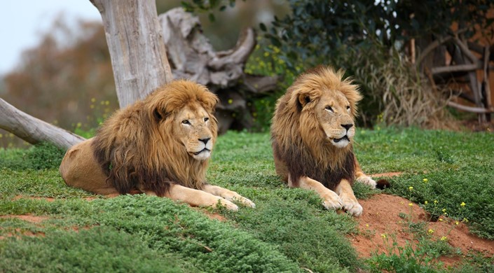 Werribee Open Range Zoo