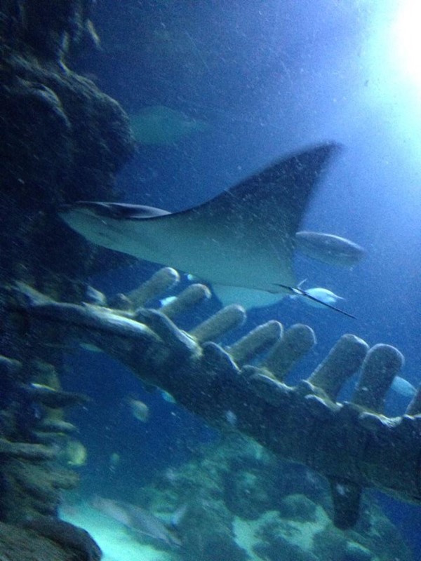 Picture of Sea Life London Aquarium - One of the bigger tanks