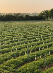 Chet Valley Vineyard