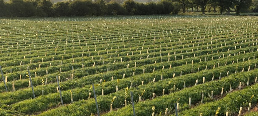 Chet Valley Vineyard