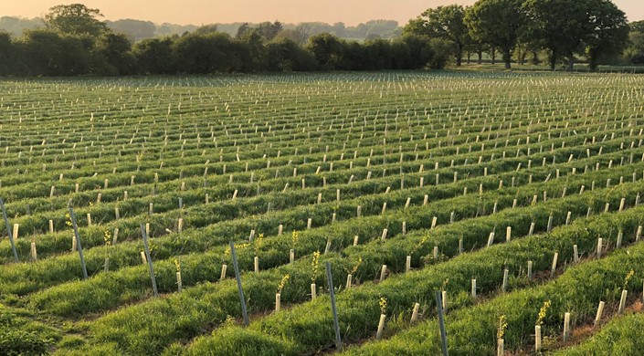 Chet Valley Vineyard