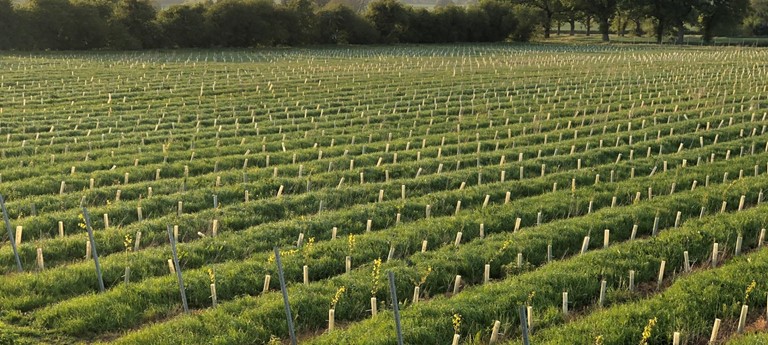 Chet Valley Vineyard