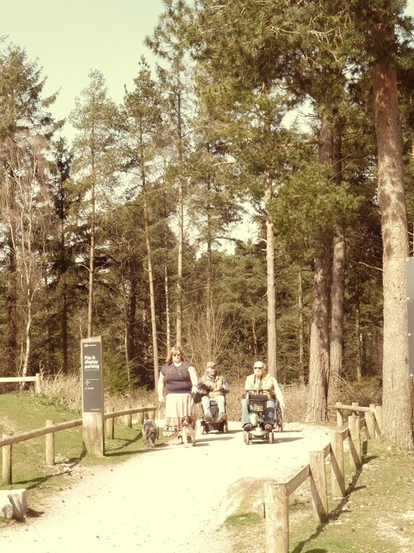 Picture of Haldon Forest Park