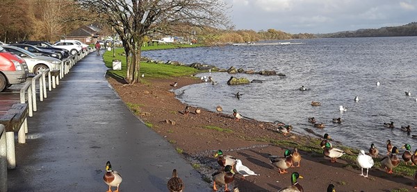 Ducks on a path