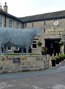 The Airedale Heifer