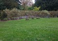 Willow tunnel 
