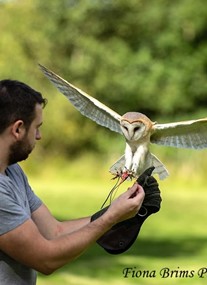 World of Wings Birds of Prey Centre